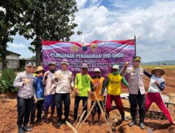 Manfaatkan Lahan Produktif Guna Dukung Swasembada Pangan, Polres Tuban Tanam Uwi Ungu Bersama Petani
