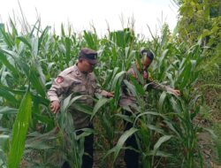 Dukung Astacita Presiden, Polsek Kenduruan Polres Tuban Cek Langsung Lahan Jagung Warga