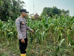 Dukung Program Astacita, Polsek Kenduruan Polres Tuban Cek Langsung Lahan Jagung Warga di Tuban