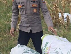 Polsek Widang Pendampingan Petani Panen Jagung di Desa Binaannya
