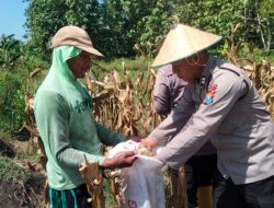 Polisi Turun ke Ladang, Aiptu Suwandi Polsek Kenduruan Polres Tuban Bantu Warga Panen Jagung Dukung Astacita