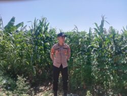 *Polsek Singgahan Polres Tuban Turun Cek Tanaman jagung Warga di Desa Mulyorejo*